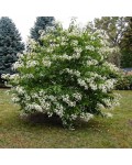 Heptacodium міконієвидний кущ